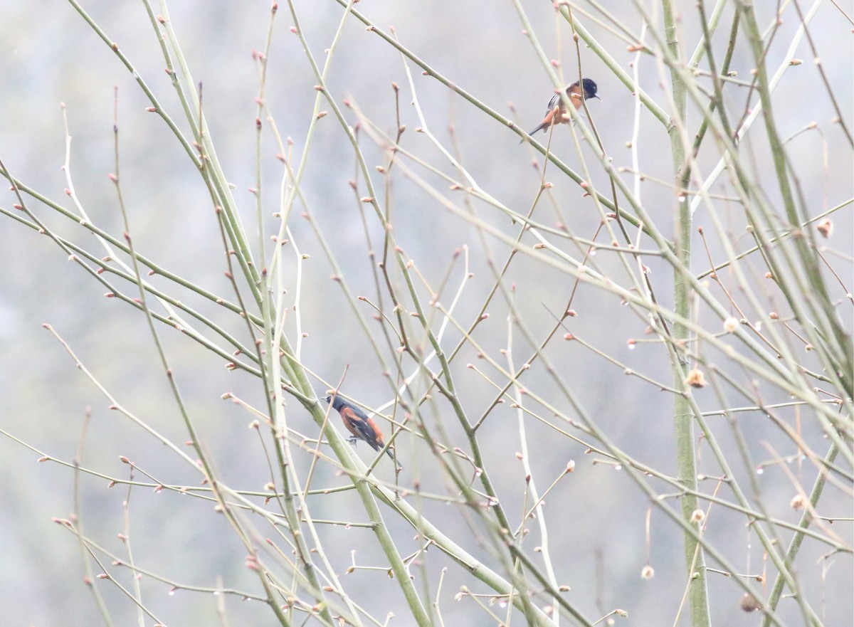 Orchard Oriole - Joe Gyekis