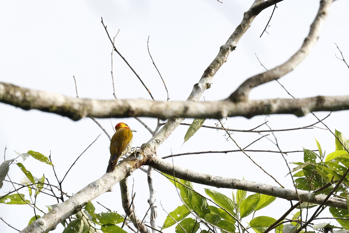 White-throated Woodpecker - Daniel Branch