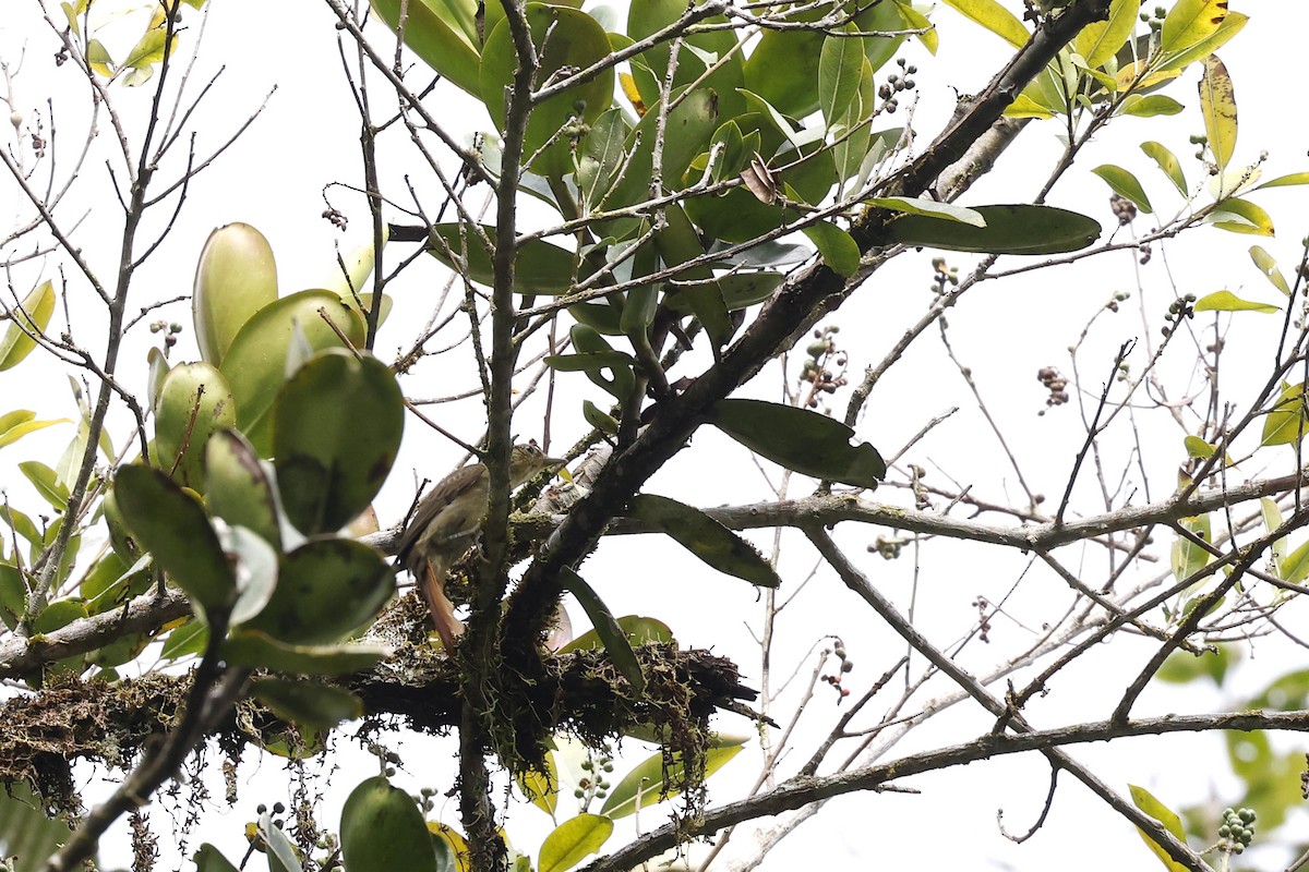 Rufous-tailed Foliage-gleaner - ML565422011