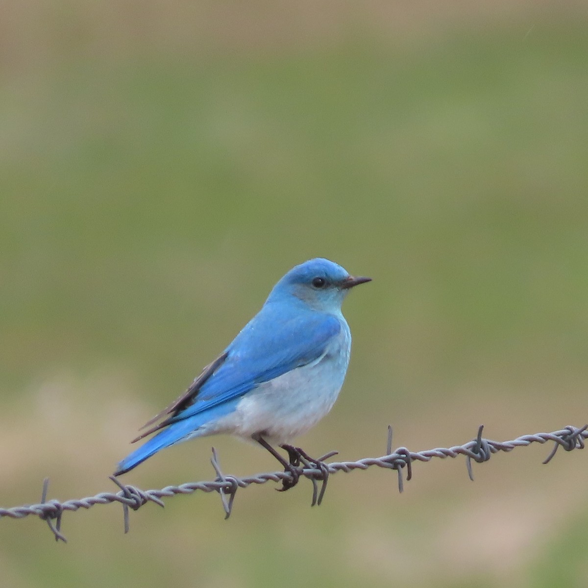 Mountain Bluebird - ML565422301