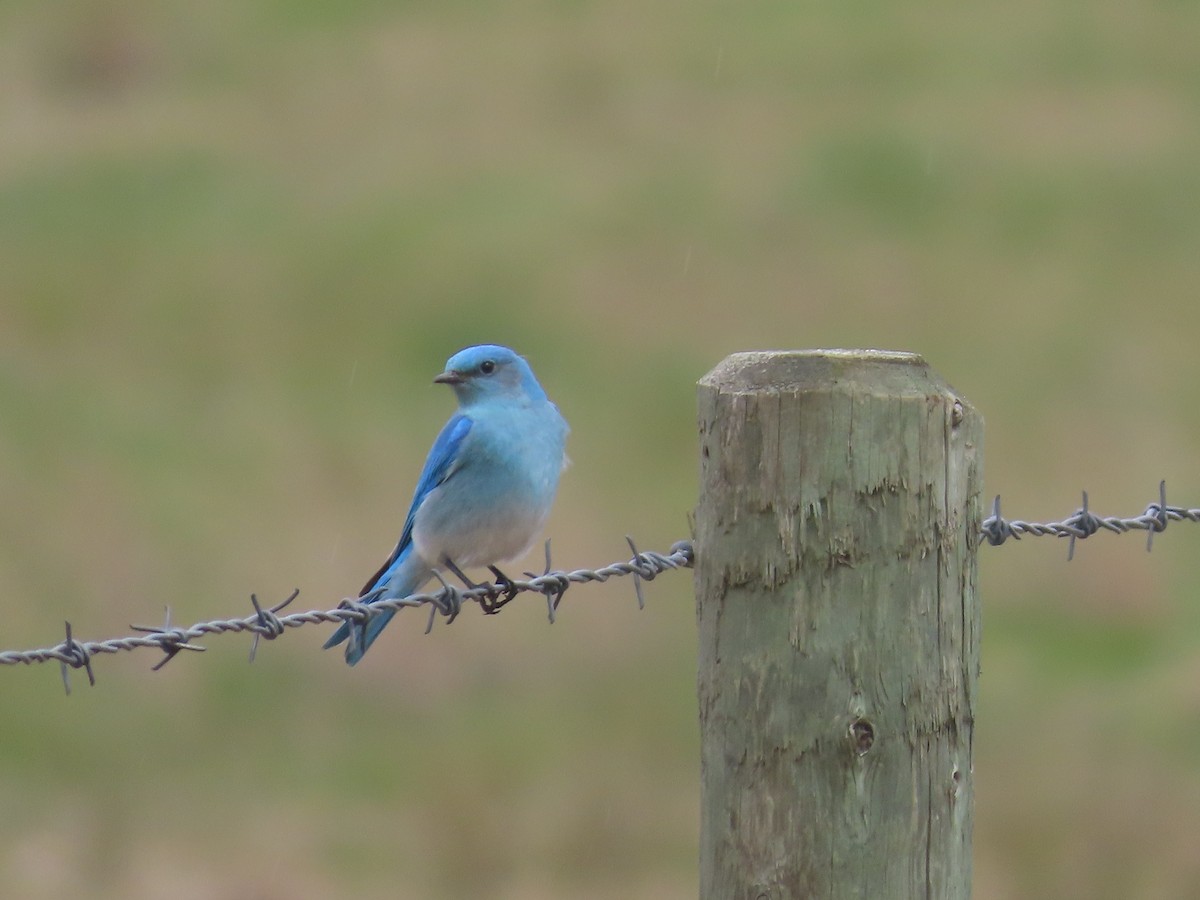 Mountain Bluebird - ML565422331