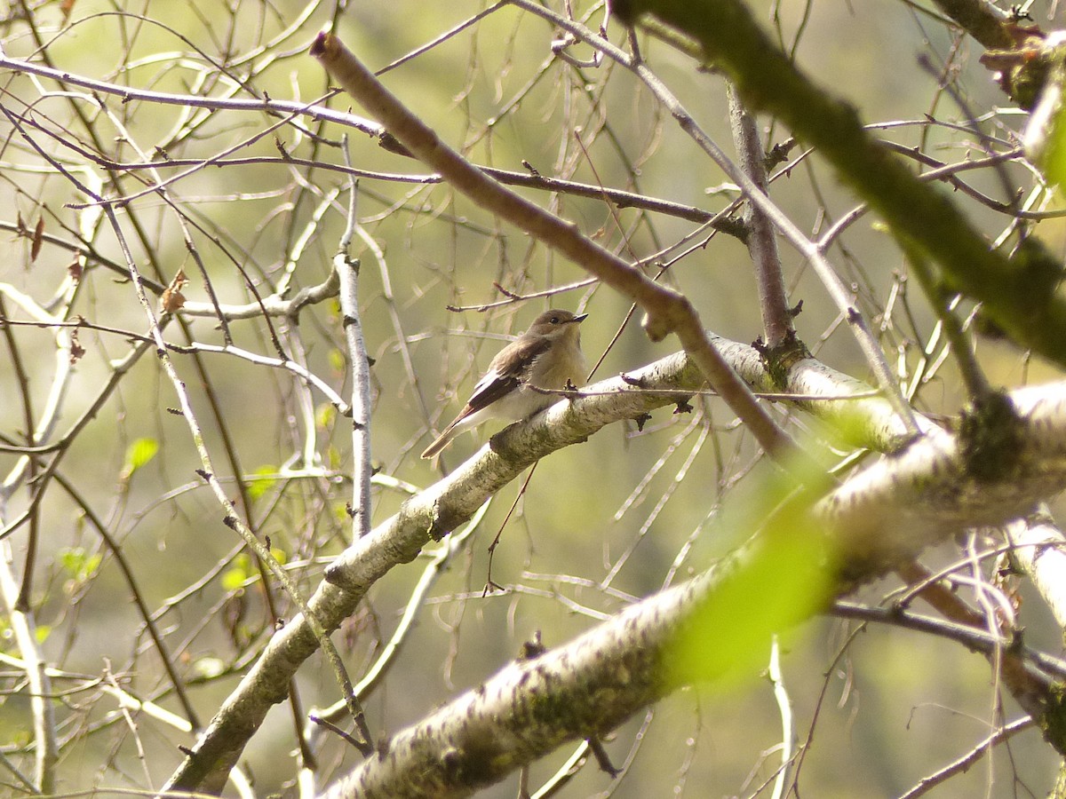 European Pied Flycatcher - ML565424071