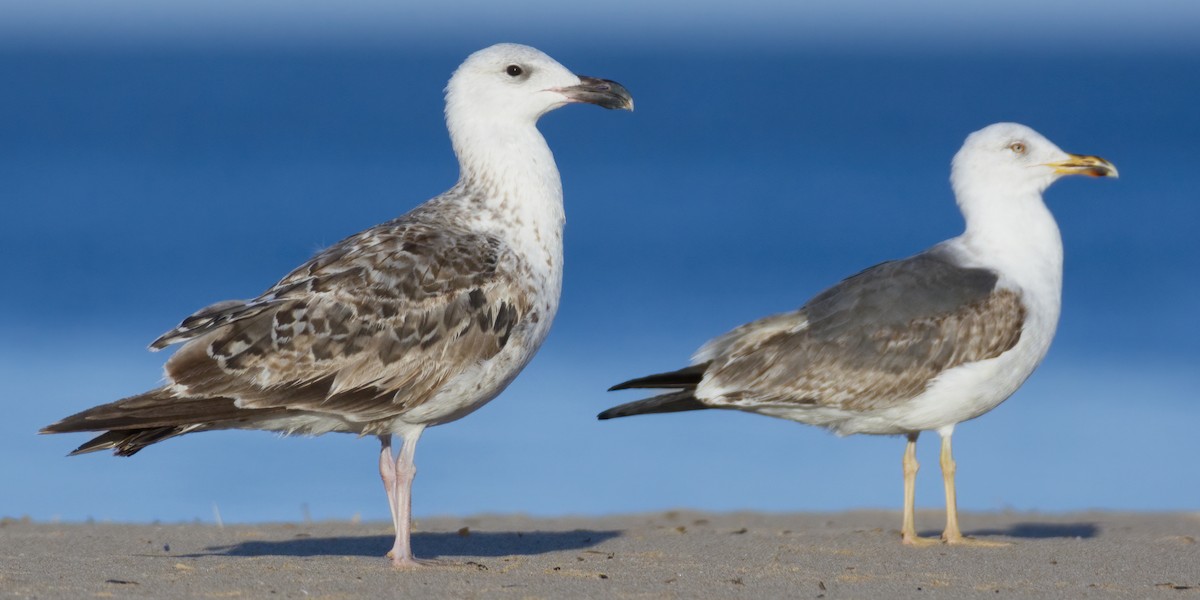 Great Black-backed Gull - ML565425831