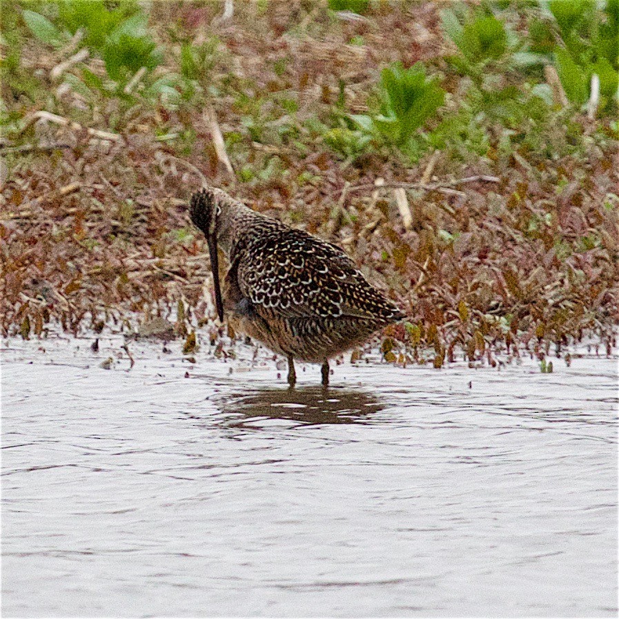 Short-billed/Long-billed Dowitcher - ML56542601