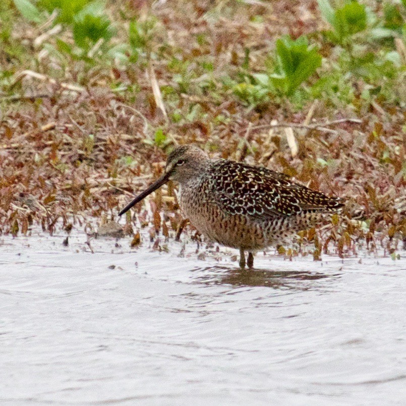 Short-billed/Long-billed Dowitcher - ML56542611