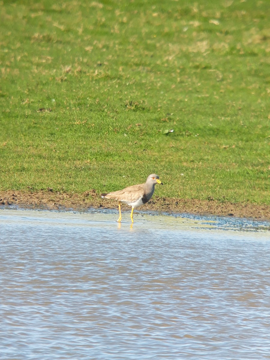 Gray-headed Lapwing - ML565426311