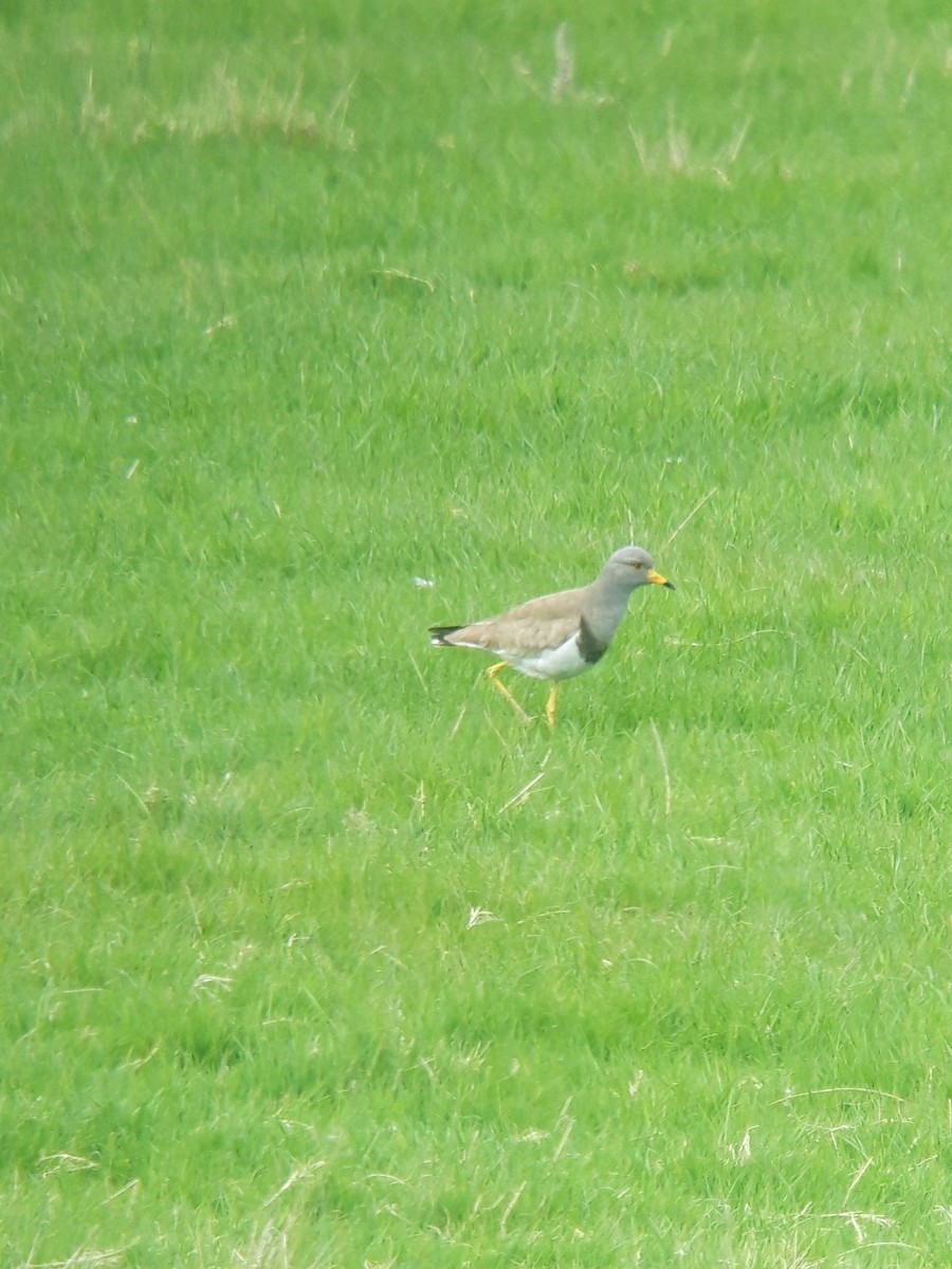 Gray-headed Lapwing - ML565426321