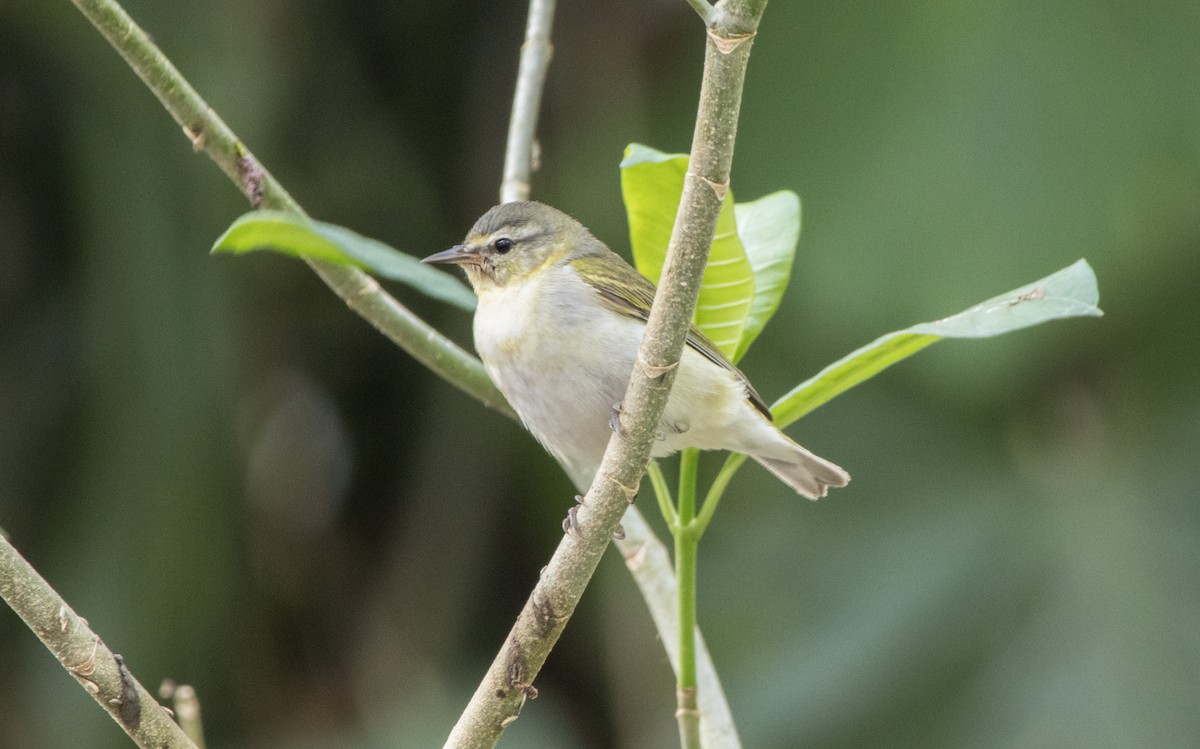 Tennessee Warbler - ML565427801