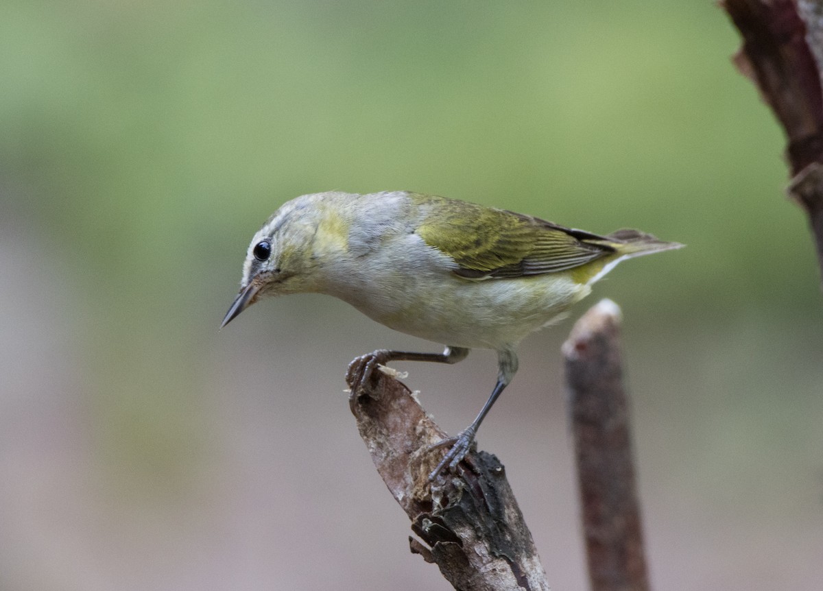 Tennessee Warbler - ML565427811