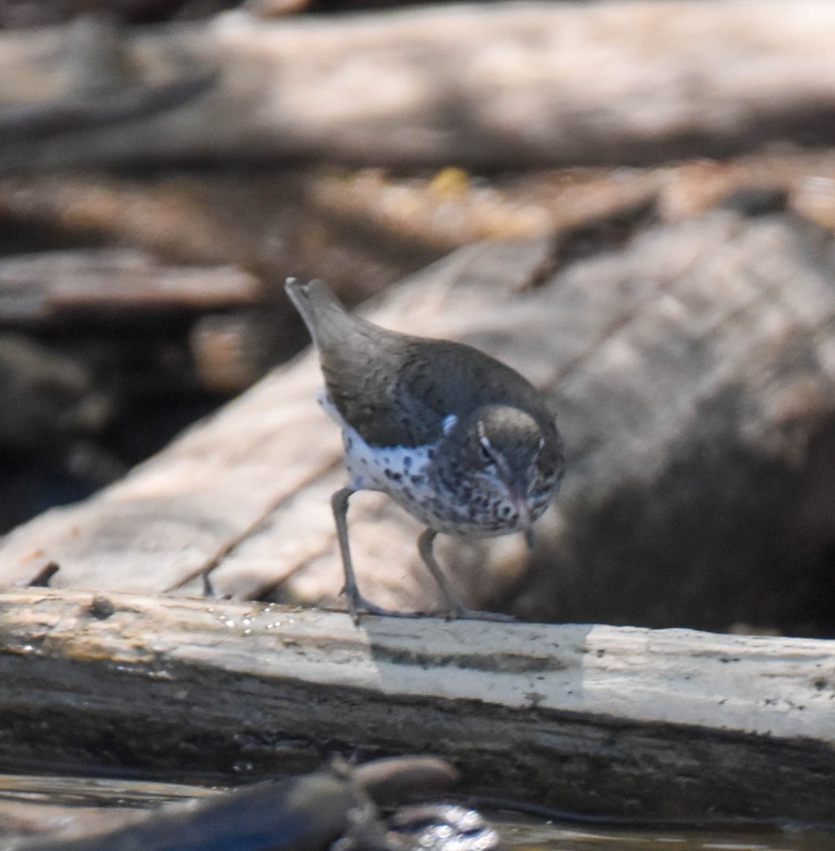 Spotted Sandpiper - ML565428491