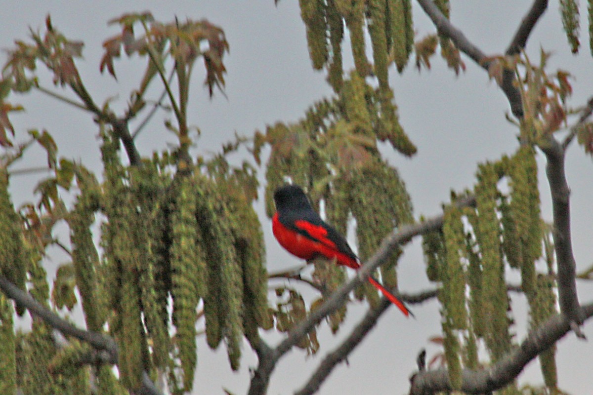 Long-tailed Minivet - ML565429171