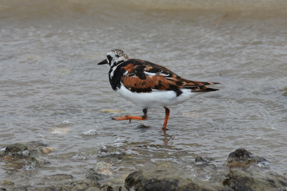 Ruddy Turnstone - ML565431271