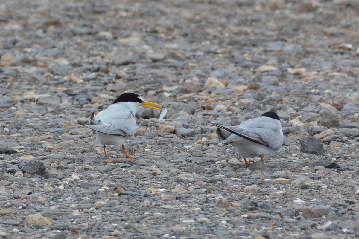 Least Tern - ML565431331