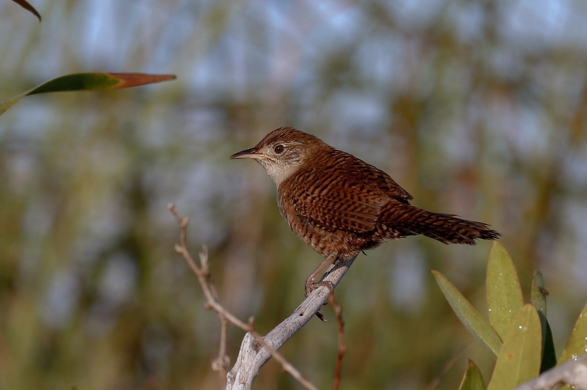 Zapata Wren - ML565432311