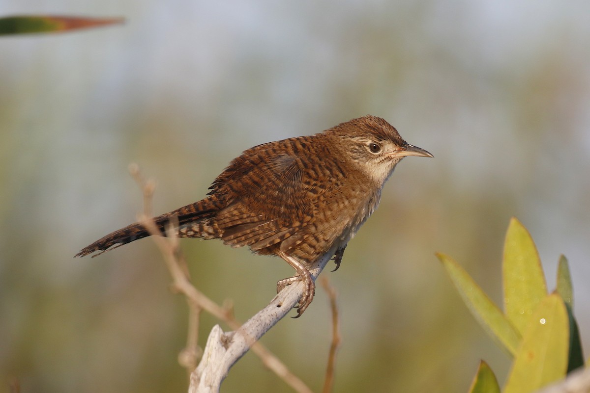 Cucarachero de Zapata - ML565432321