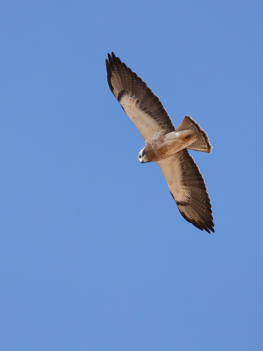 Swainson's Hawk - ML565433791