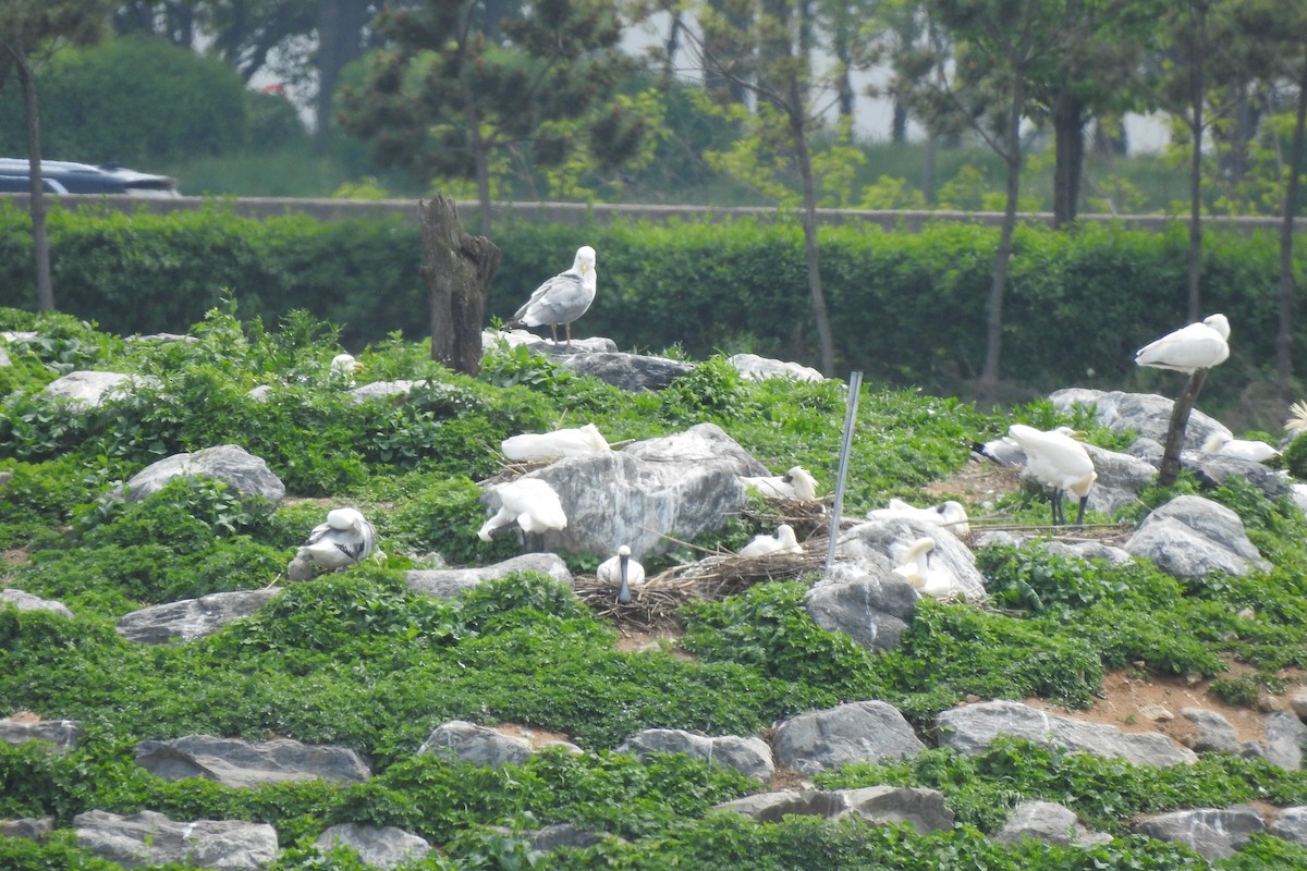 Herring Gull (Mongolian) - ML565434021