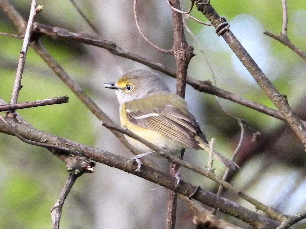 White-eyed Vireo - ML565434891