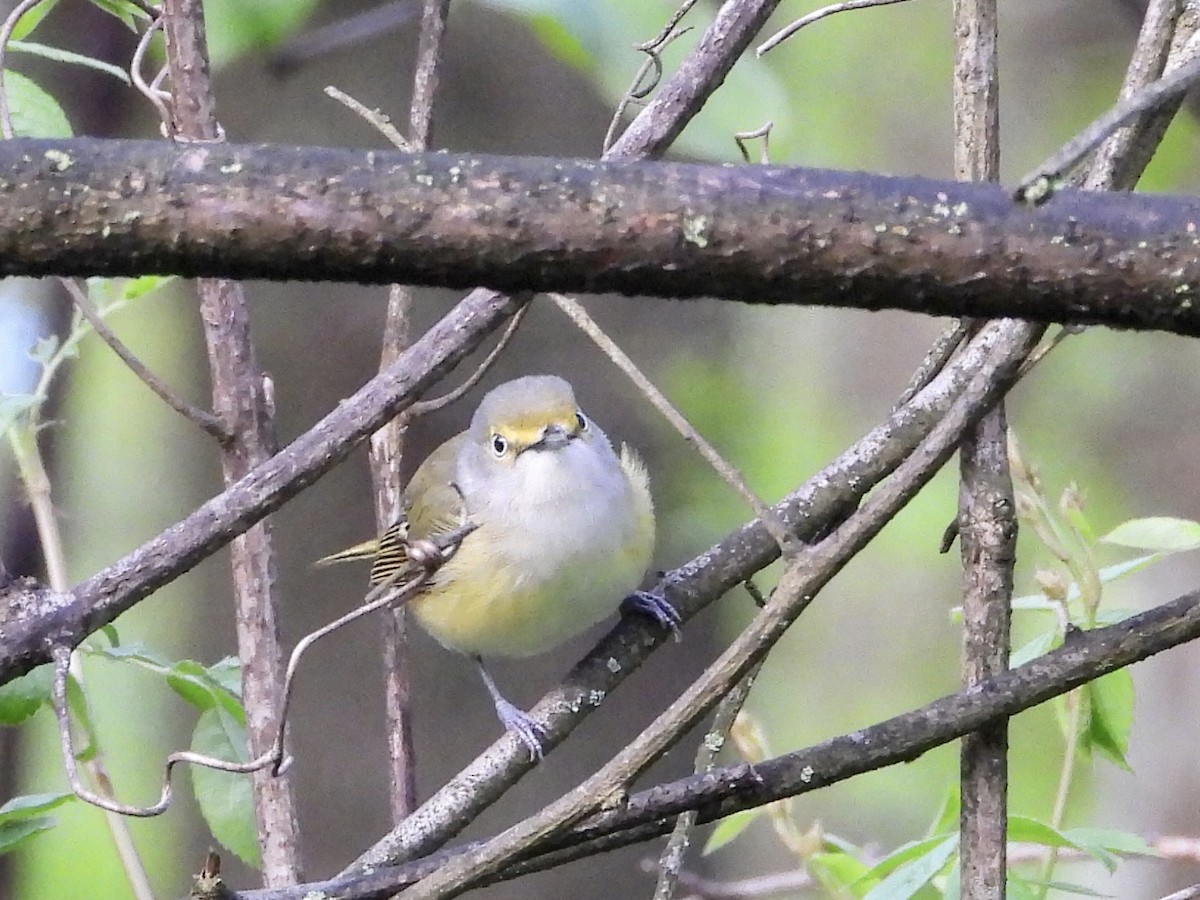 White-eyed Vireo - ML565434901