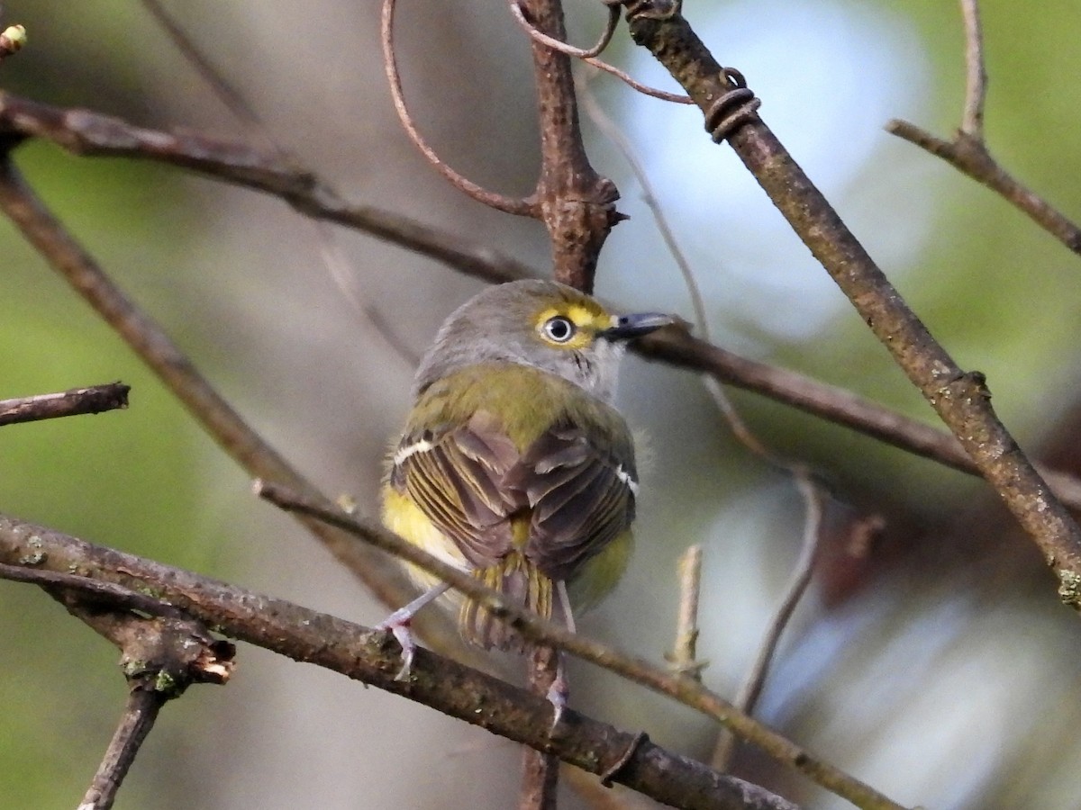 White-eyed Vireo - ML565434911