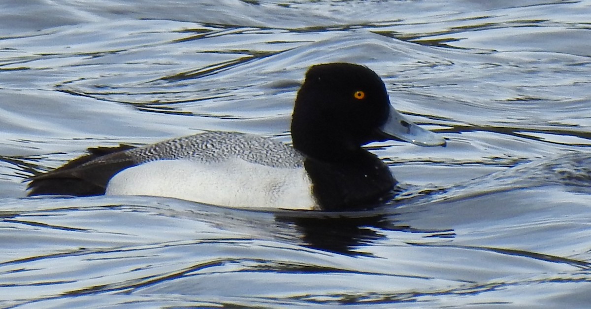 Lesser Scaup - ML565435831