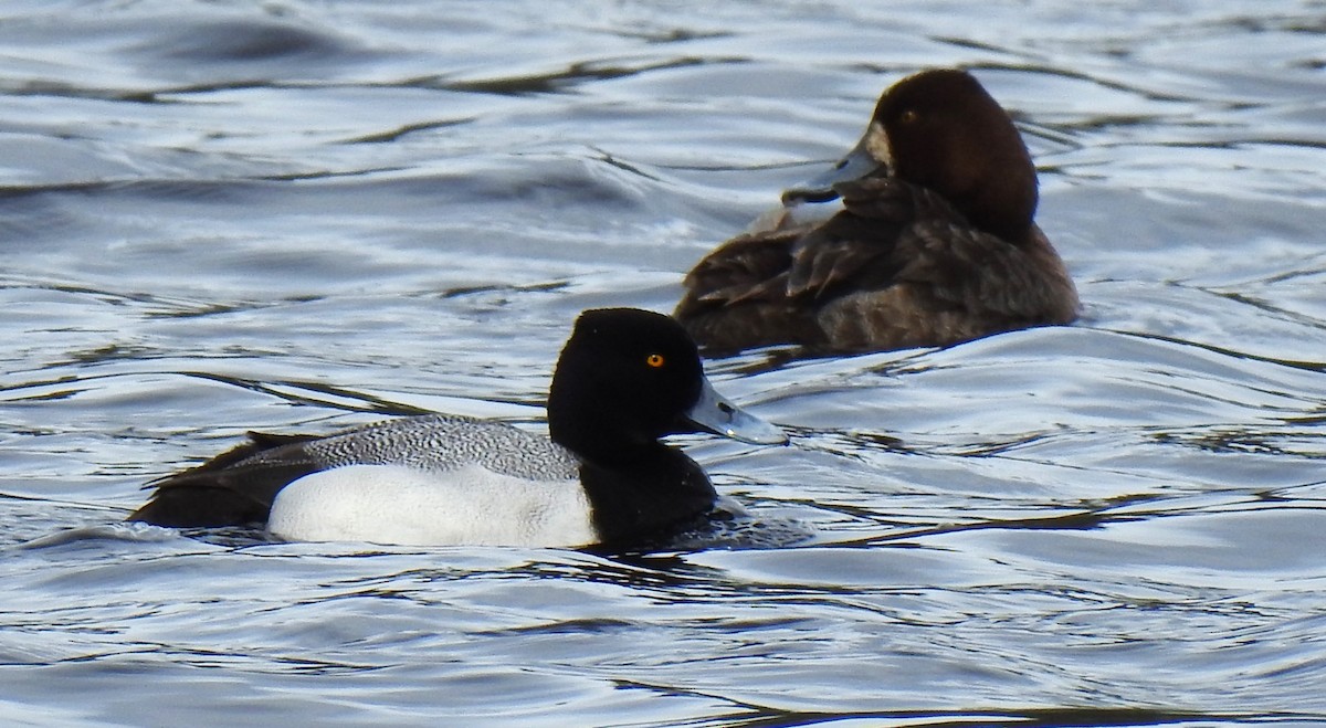 Lesser Scaup - ML565435841