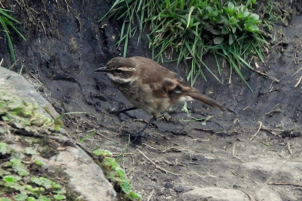 Chestnut-winged Cinclodes - Jamie Meyers