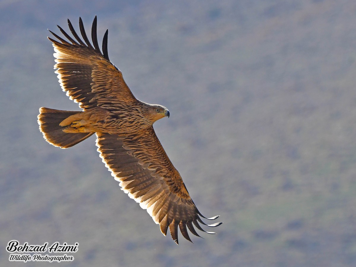 Águila Imperial Oriental - ML565436961