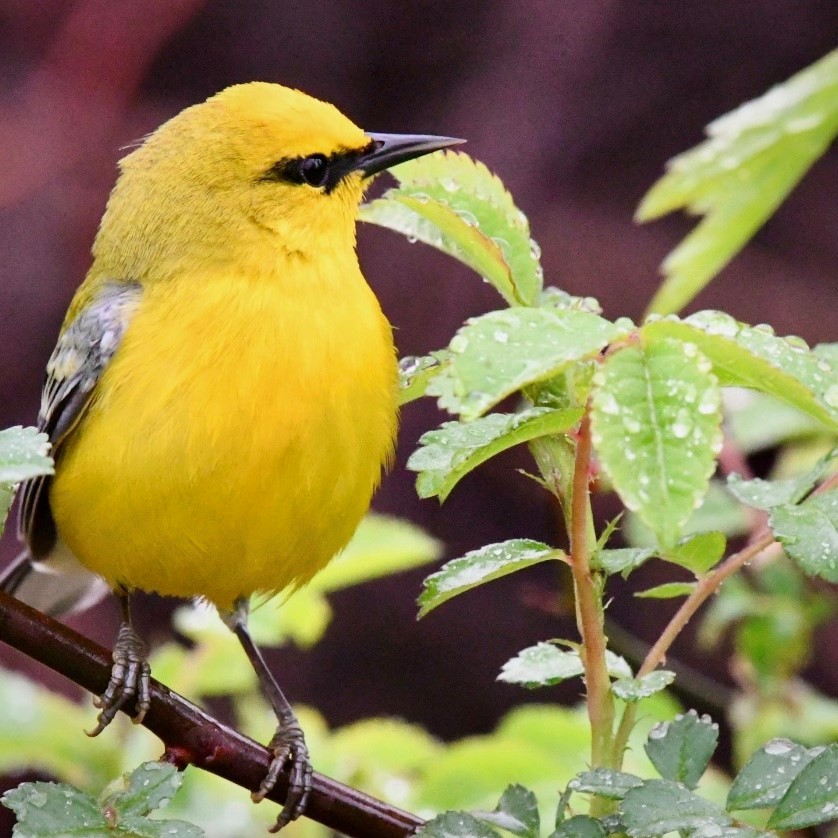 Blue-winged Warbler - ML565437331