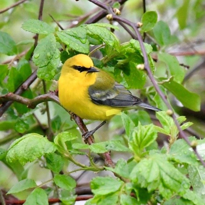 Blue-winged Warbler - ML565437341