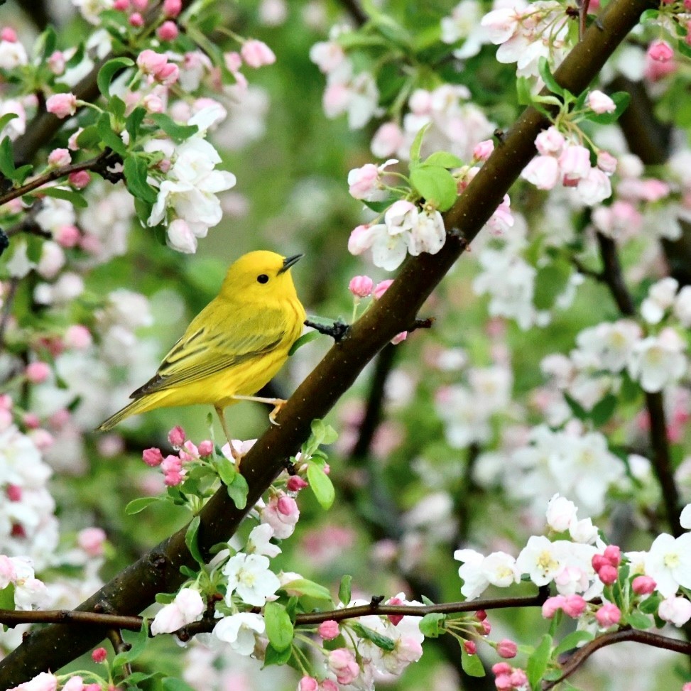 Yellow Warbler - ML565437551