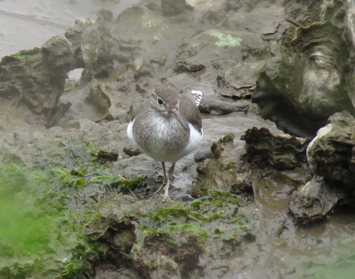 Common Sandpiper - ML565437621