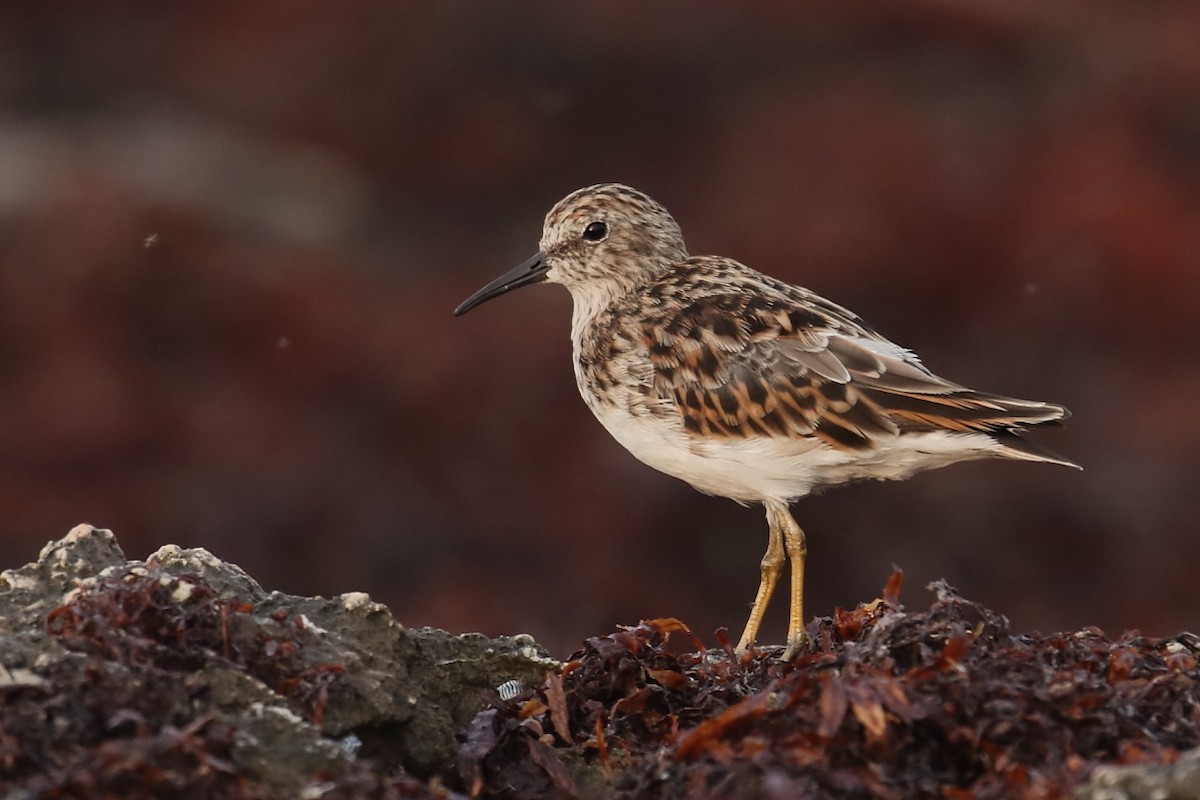 Least Sandpiper - ML565438101