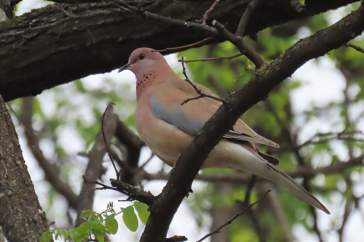 Laughing Dove - ML565438511