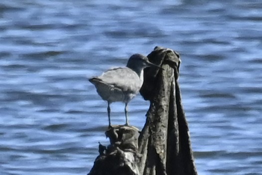 Wandering Tattler - ML565438621