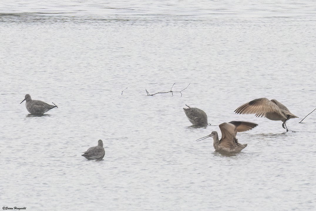 Willet - Jim Hengeveld