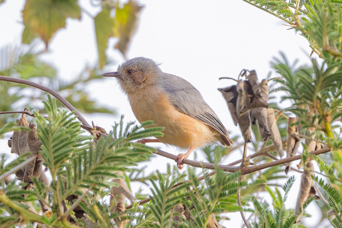 Red-faced Crombec - Steve Kelling