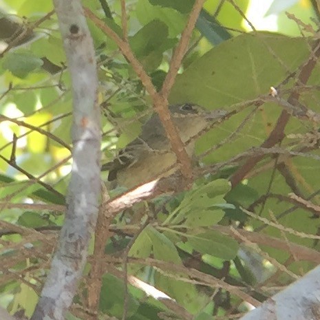 Thick-billed Vireo - ML56543941