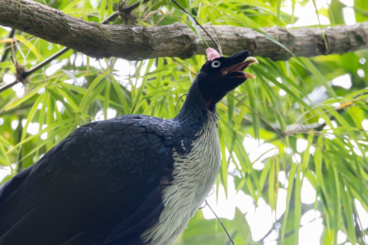 Horned Guan - ML565439421