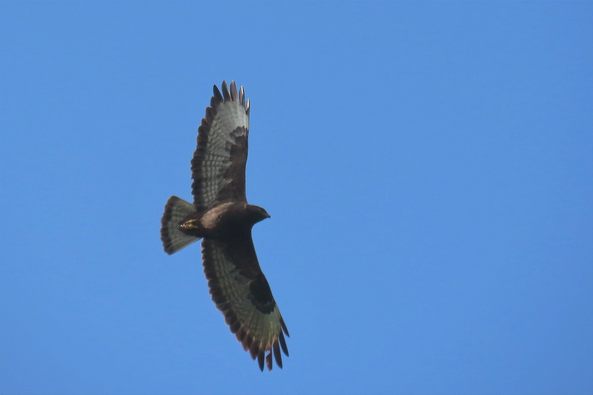 Common Buzzard (Steppe) - ML565439551