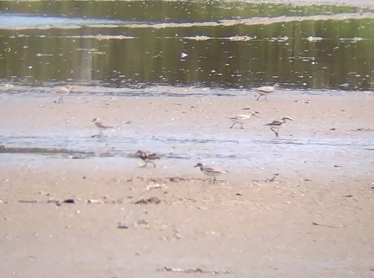 Siberian/Tibetan Sand-Plover - ML565440141