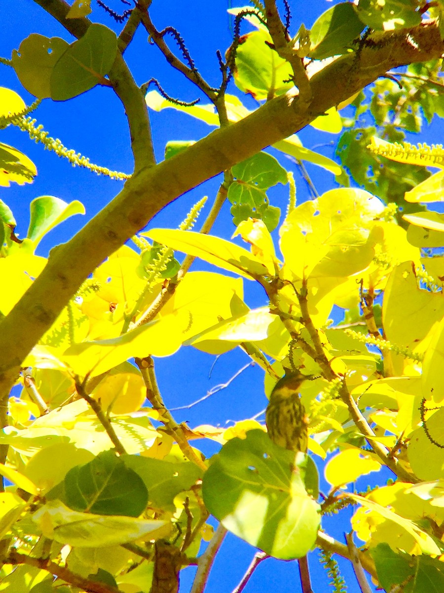 Cape May Warbler - ML56544041