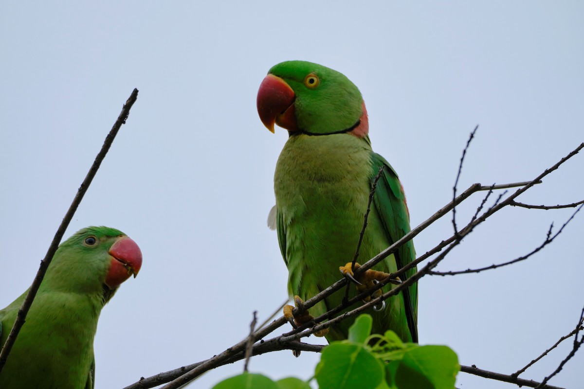 Alexandrine Parakeet - ML565440521