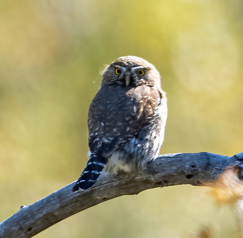 Northern Pygmy-Owl - ML565441141