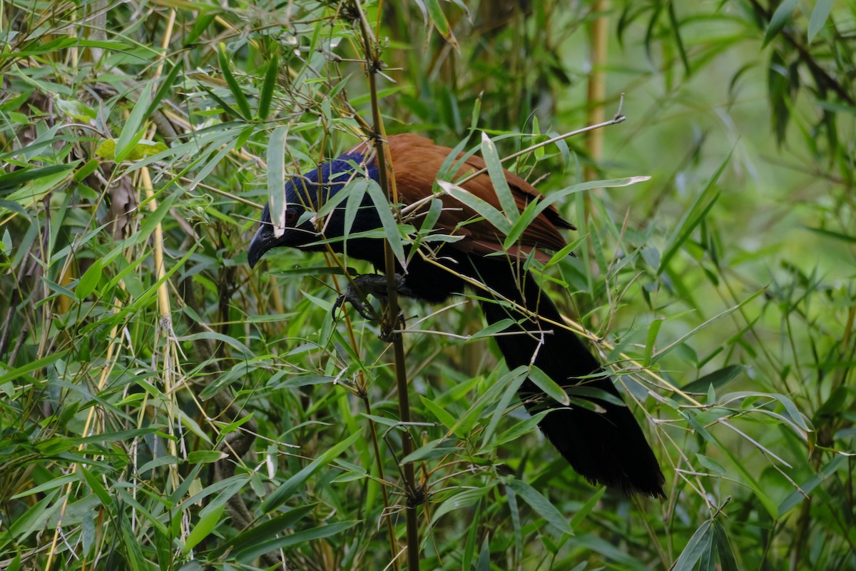 Greater Coucal - ML565441591