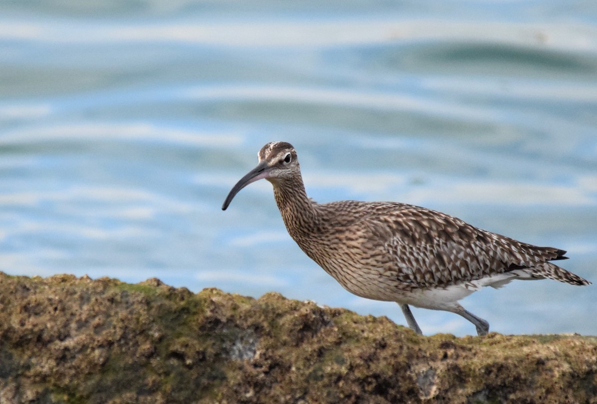 Whimbrel - ML565441841