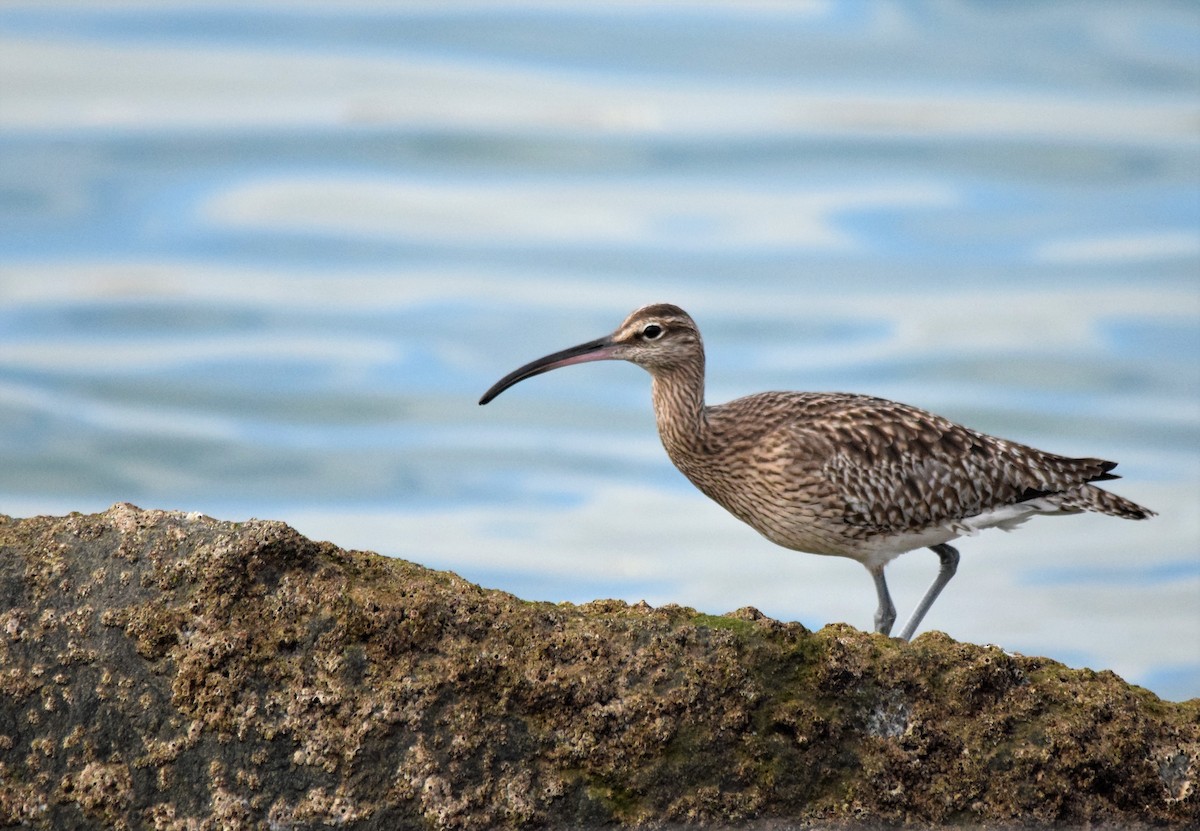 Regenbrachvogel - ML565441921