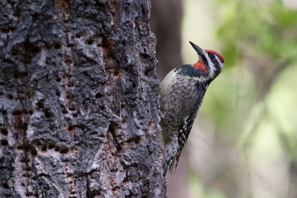 Red-naped Sapsucker - Tom Johnson