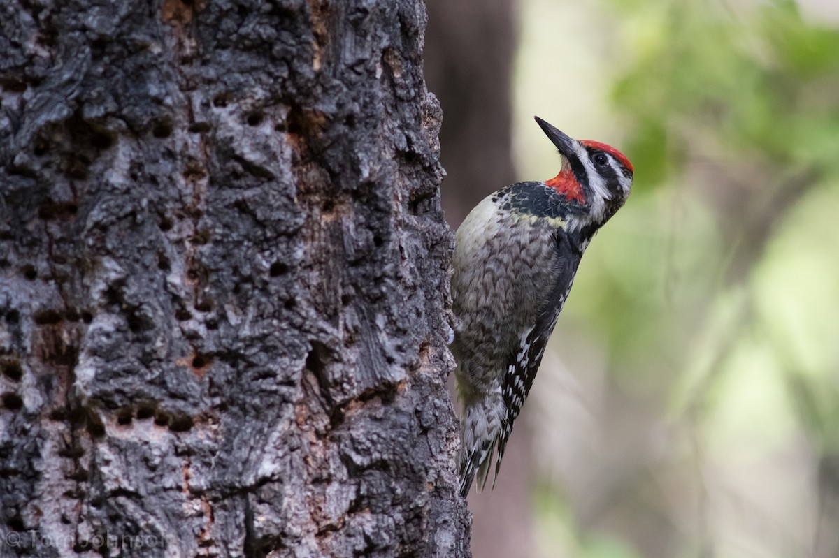 Red-naped Sapsucker - ML56544201