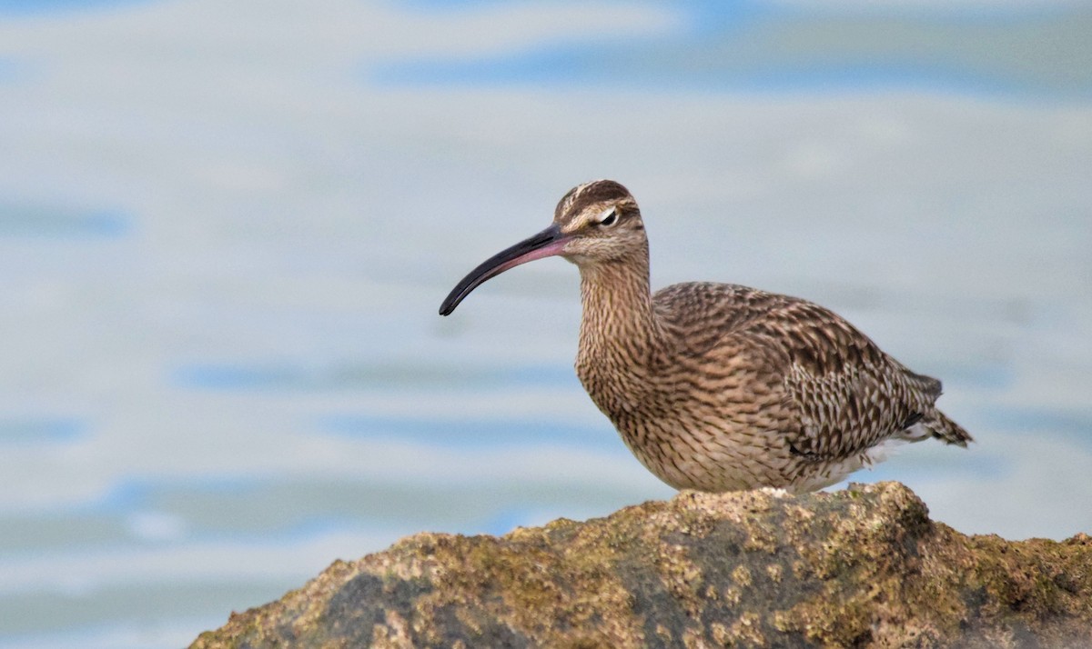 Whimbrel - Luís Santos